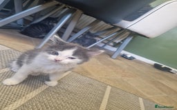 Mixed Breed cats for sale: Kittens - Image 6