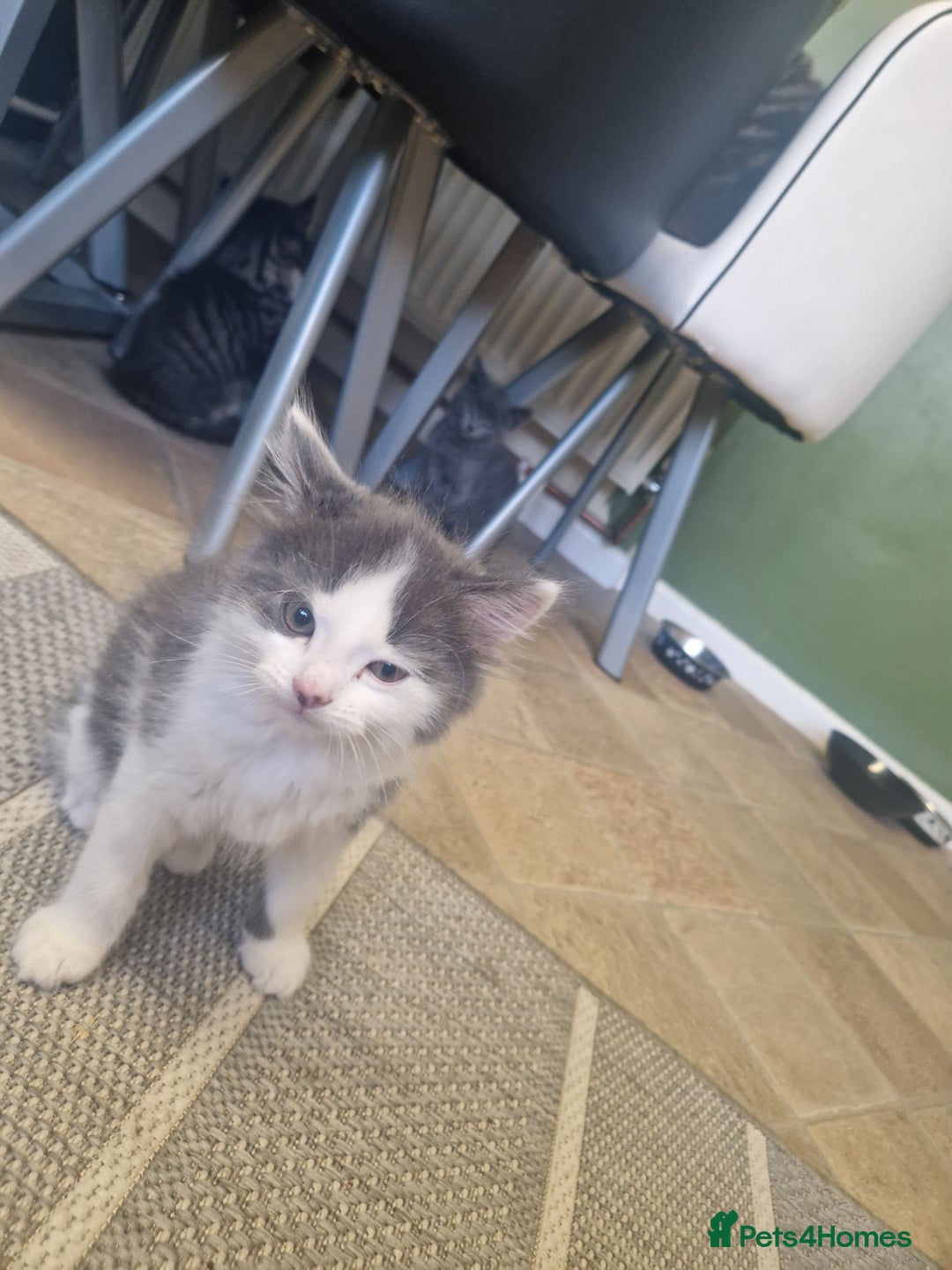 Mixed Breed cats for sale: Kittens - Image 6