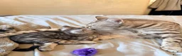 Bengal cats for sale: Tempest Bengal TICA registered kittens  - Advert 14