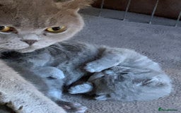 British Shorthair cats for sale: 1 Boy Left-GCCF Pedigr Pure Blue British Shorthair - Image 9