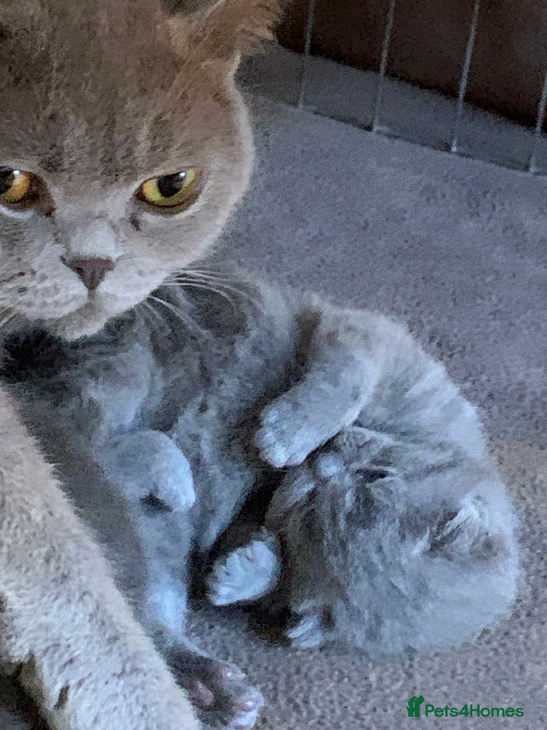 British Shorthair cats for sale: 1 Boy Left-GCCF Pedigr Pure Blue British Shorthair - Image 9