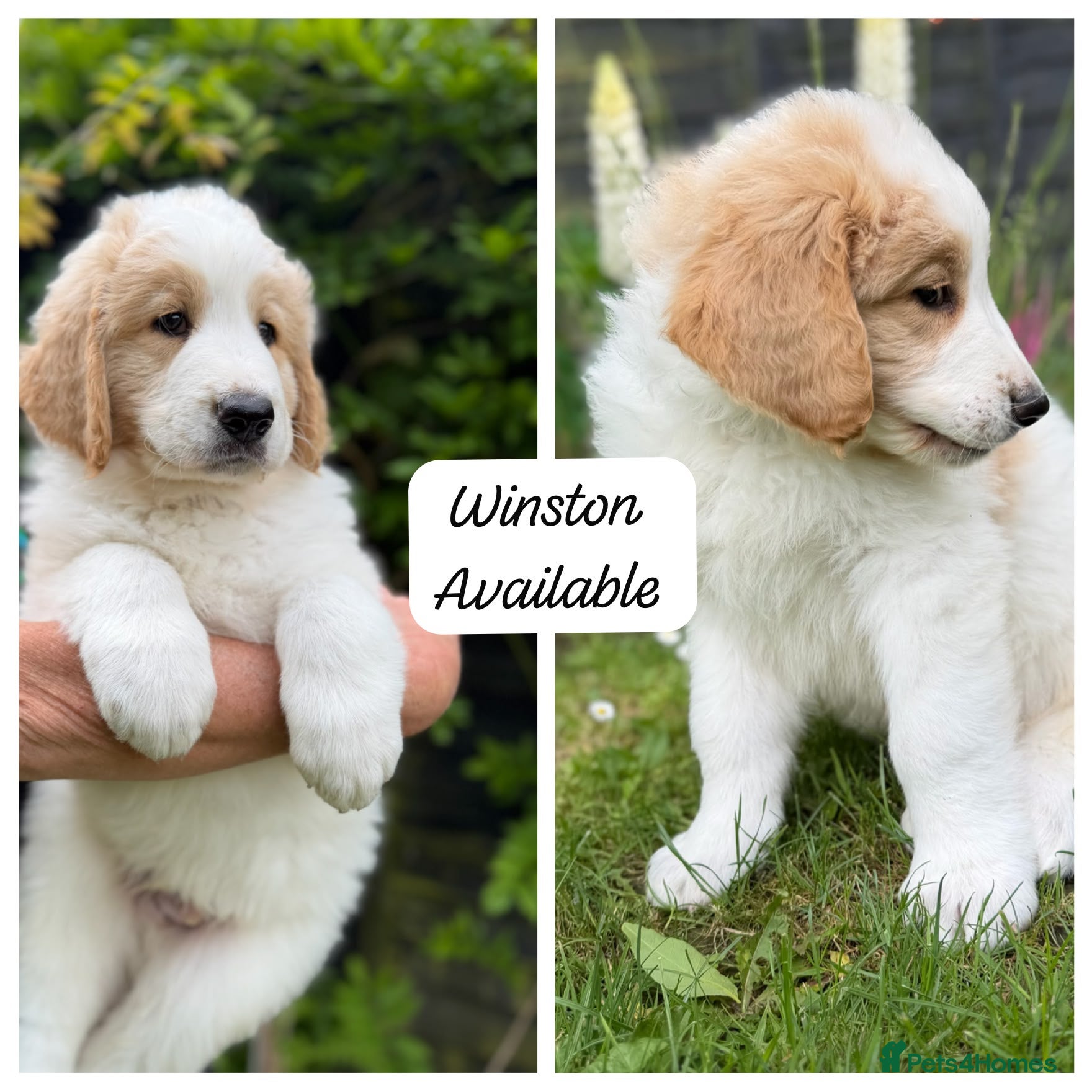 Mixed Breed dogs READY NOW, Golden Doodle X Pyrenees Puppies - Advert 2