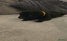 Staffordshire Bull Terrier dogs for sale:  STAFFORDSHIRE BULL TERRIERS PUPS  - Image 8