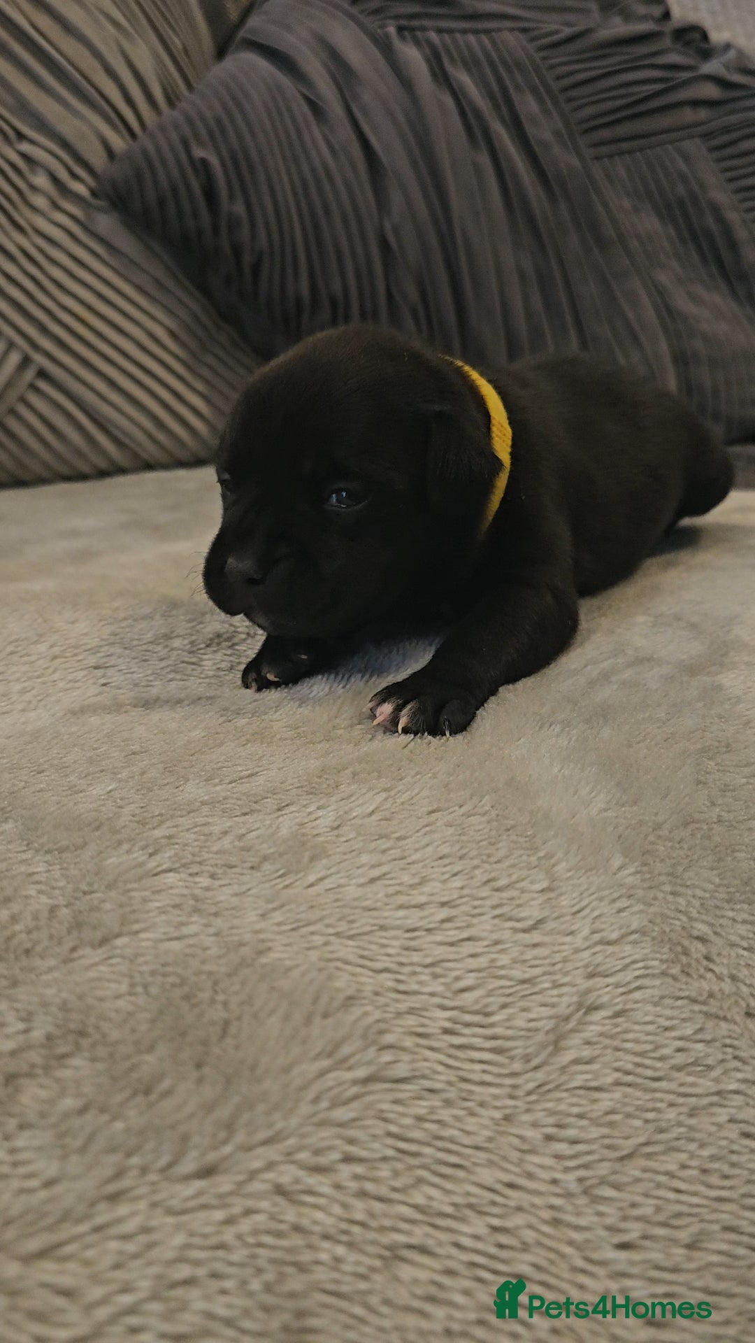 Staffordshire Bull Terrier dogs for sale:  STAFFORDSHIRE BULL TERRIERS PUPS  - Image 8