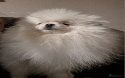 Pomeranian dogs for sale: Pomeranian white girl  - Image 7