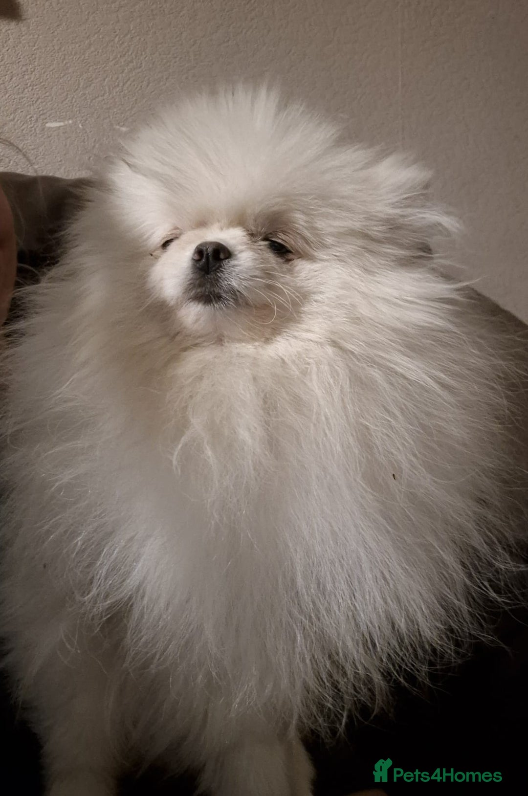 Pomeranian dogs for sale: Pomeranian white girl  - Image 7