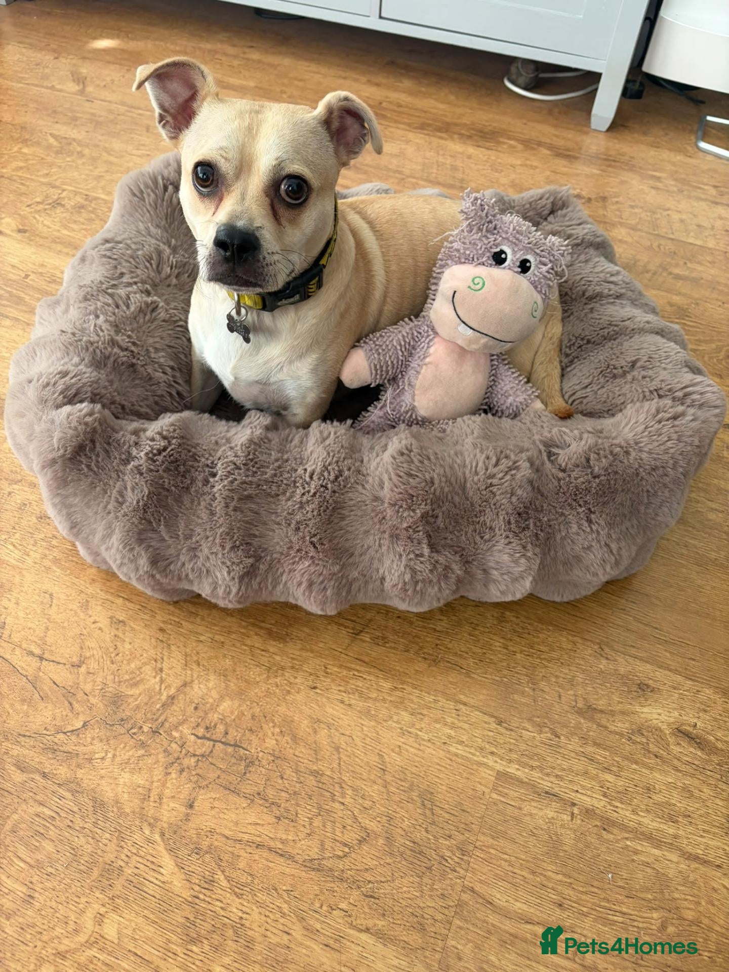 Mixed Breed dogs Cute Jamala needs a new home! - Advert 1