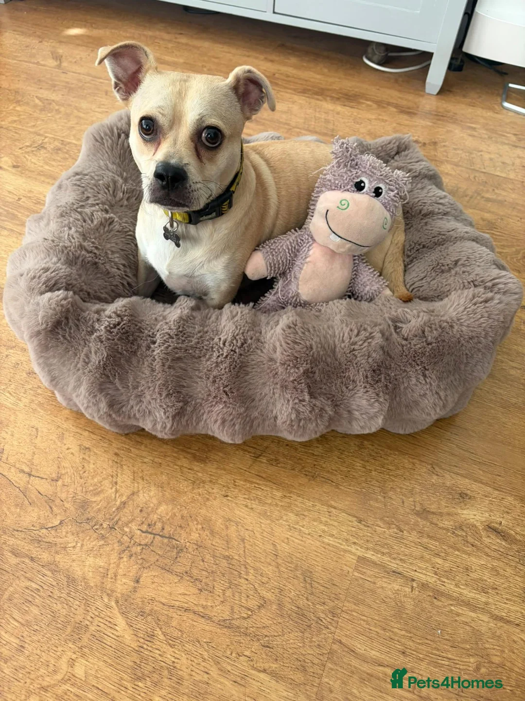 Mixed Breed dogs for adoption: Cute Jamala needs a new home! - Advert 1