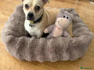 Mixed Breed dogs Cute Jamala needs a new home! - Advert 1