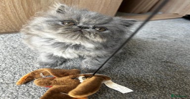 Persian cats - Advert 14