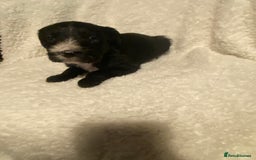 Mixed Breed dogs for sale: Staffypoos for sale - Image 21
