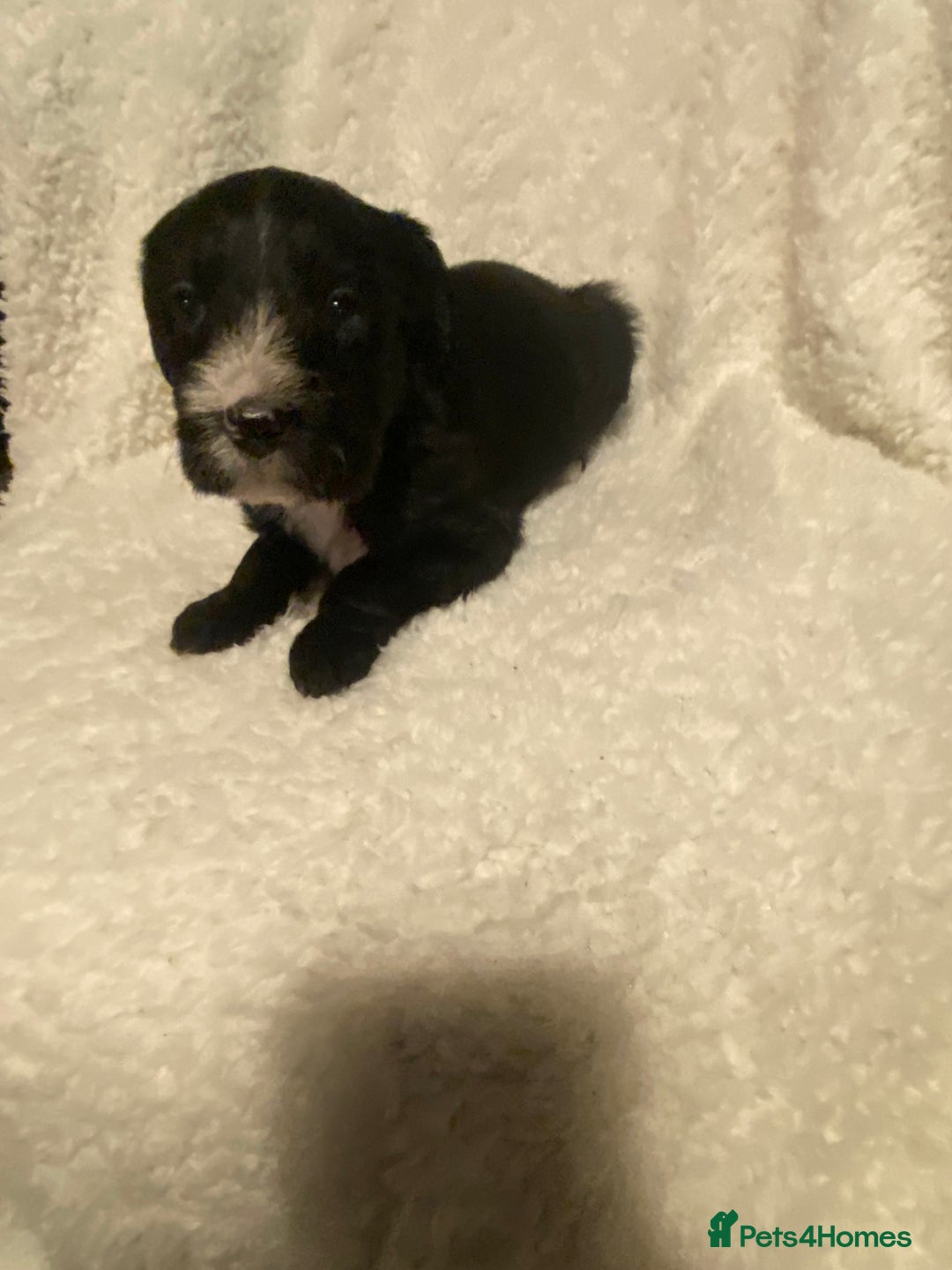 Mixed Breed dogs for sale: Staffypoos for sale - Image 21