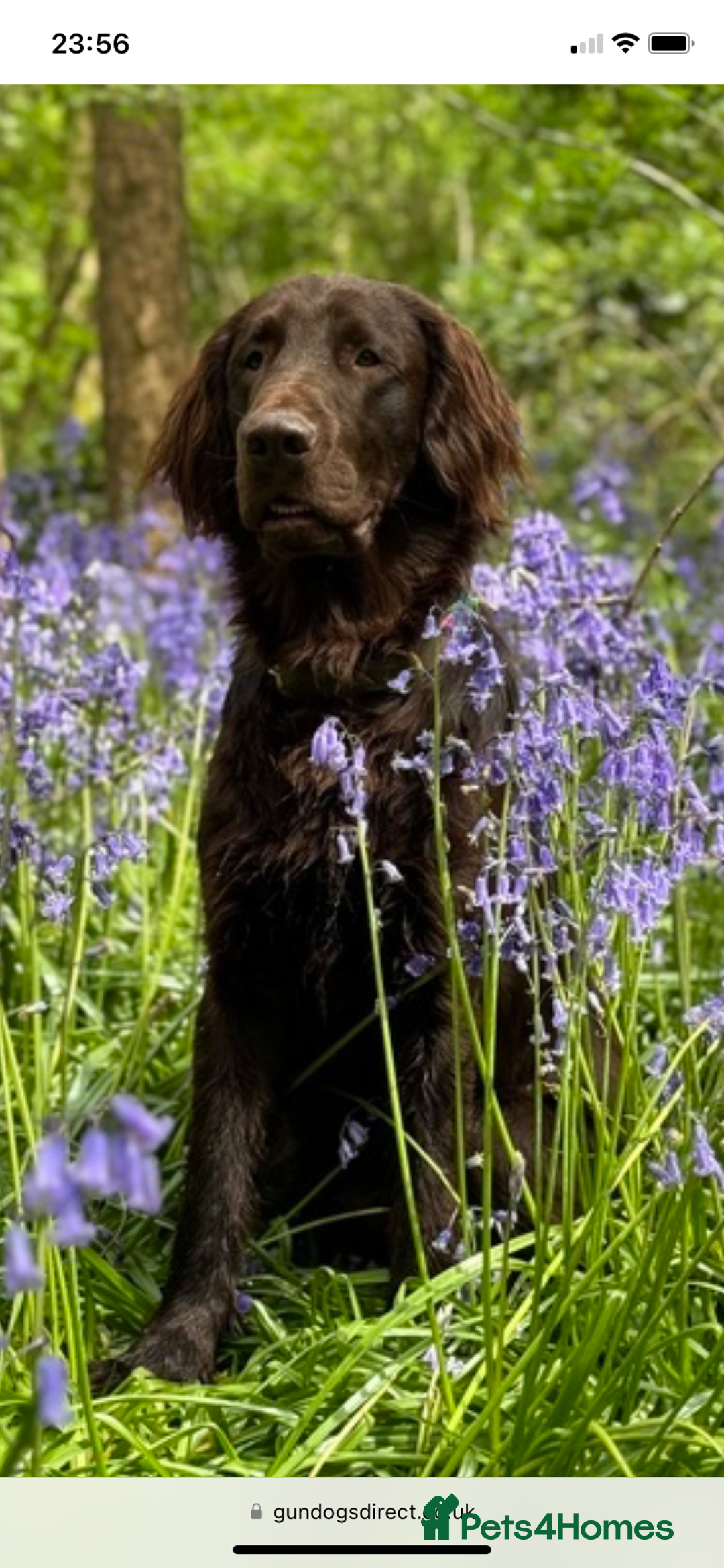 Flat coated Retriever dogs for sale: Beautiful litter of liver flatcoat puppies  - Advert 13