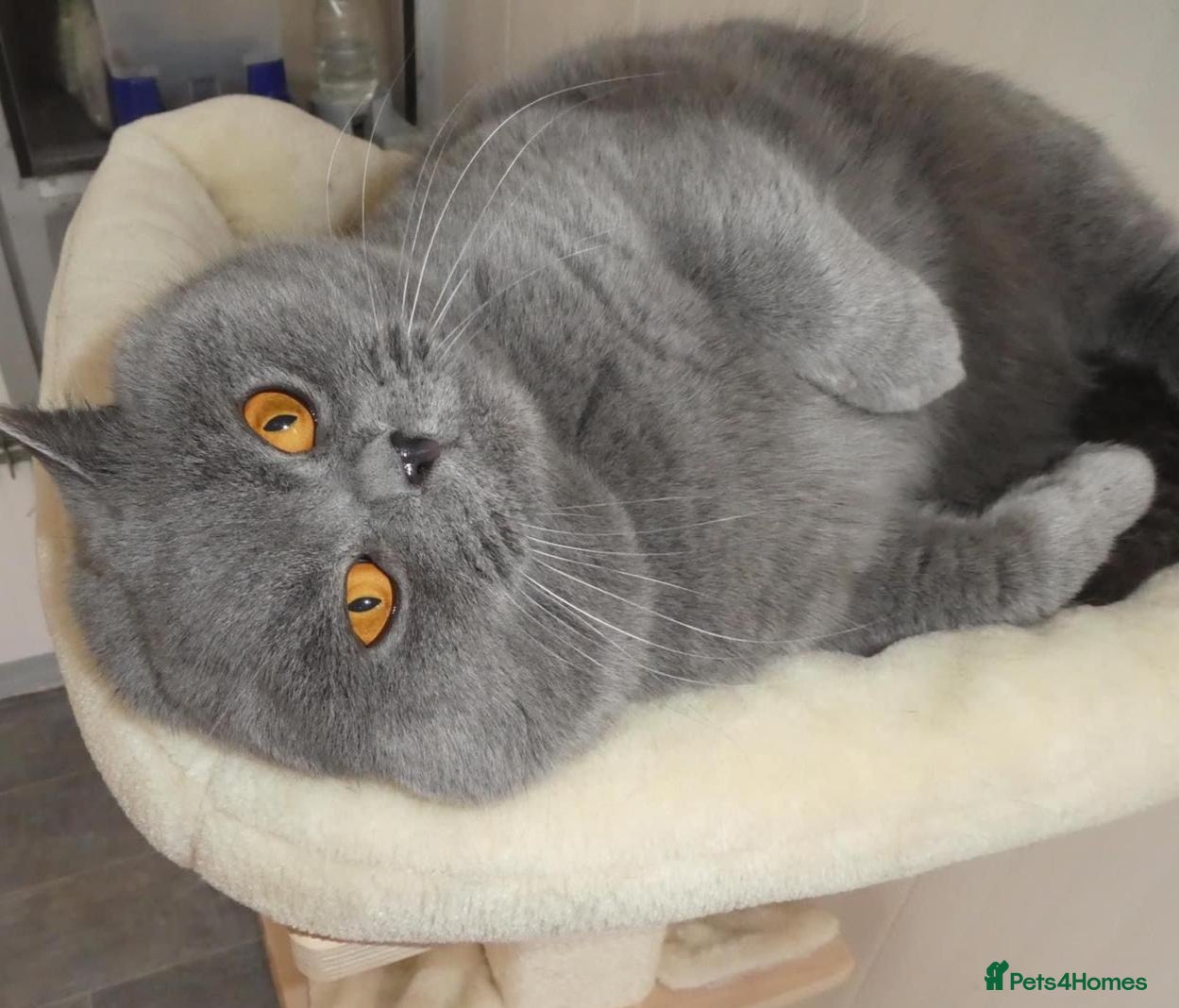 British Shorthair cats Stunning blue male stud in Swansea - Advert 2