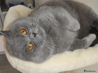 British Shorthair cats Stunning blue male stud in Swansea - Advert 5