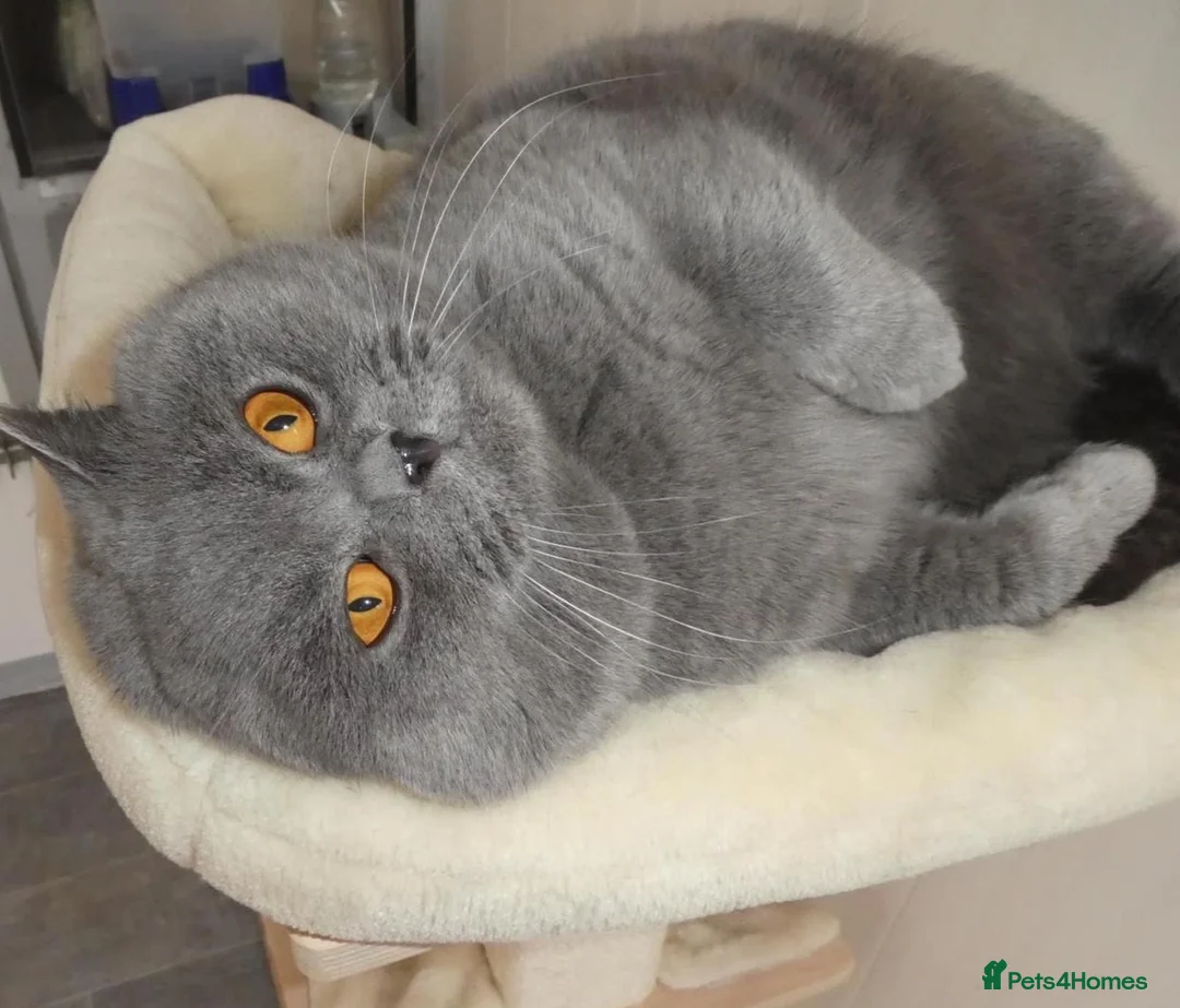 British Shorthair cats for stud: Stunning blue male stud in Swansea - Advert 1