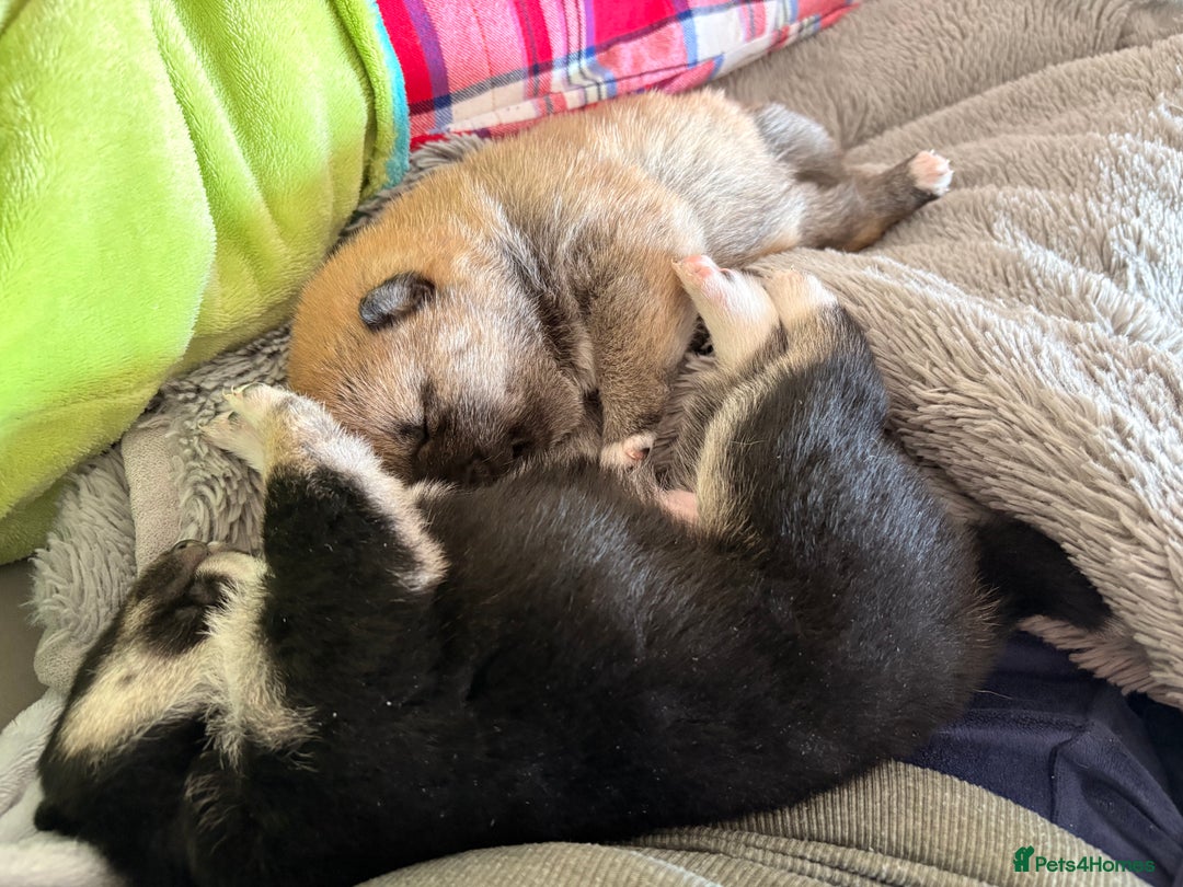 Japanese Shiba Inu dogs for sale: Health Tested Japanese Shiba Inu Puppies  - Image 11