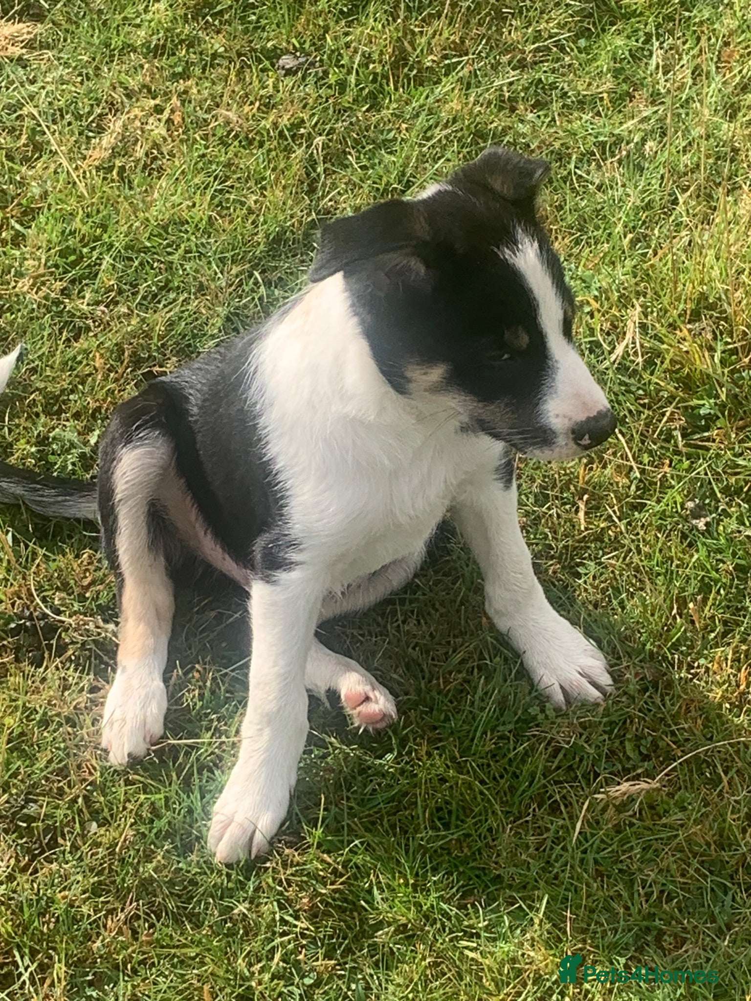 Border Collie dogs Border collie puppies  - Advert 1