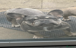 French Bulldog dogs for sale: French bulldog  - Image 7