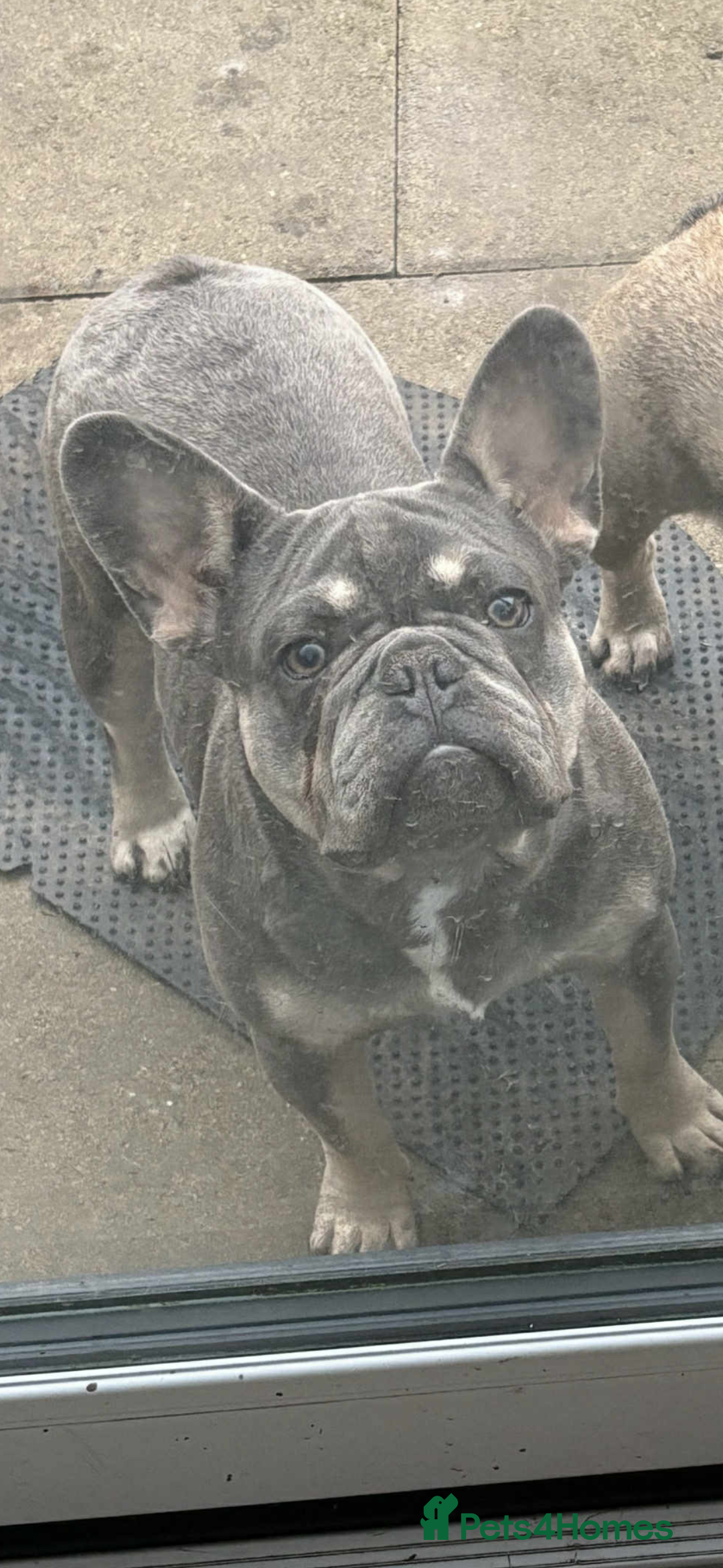 French Bulldog dogs for sale: French bulldog  - Image 7