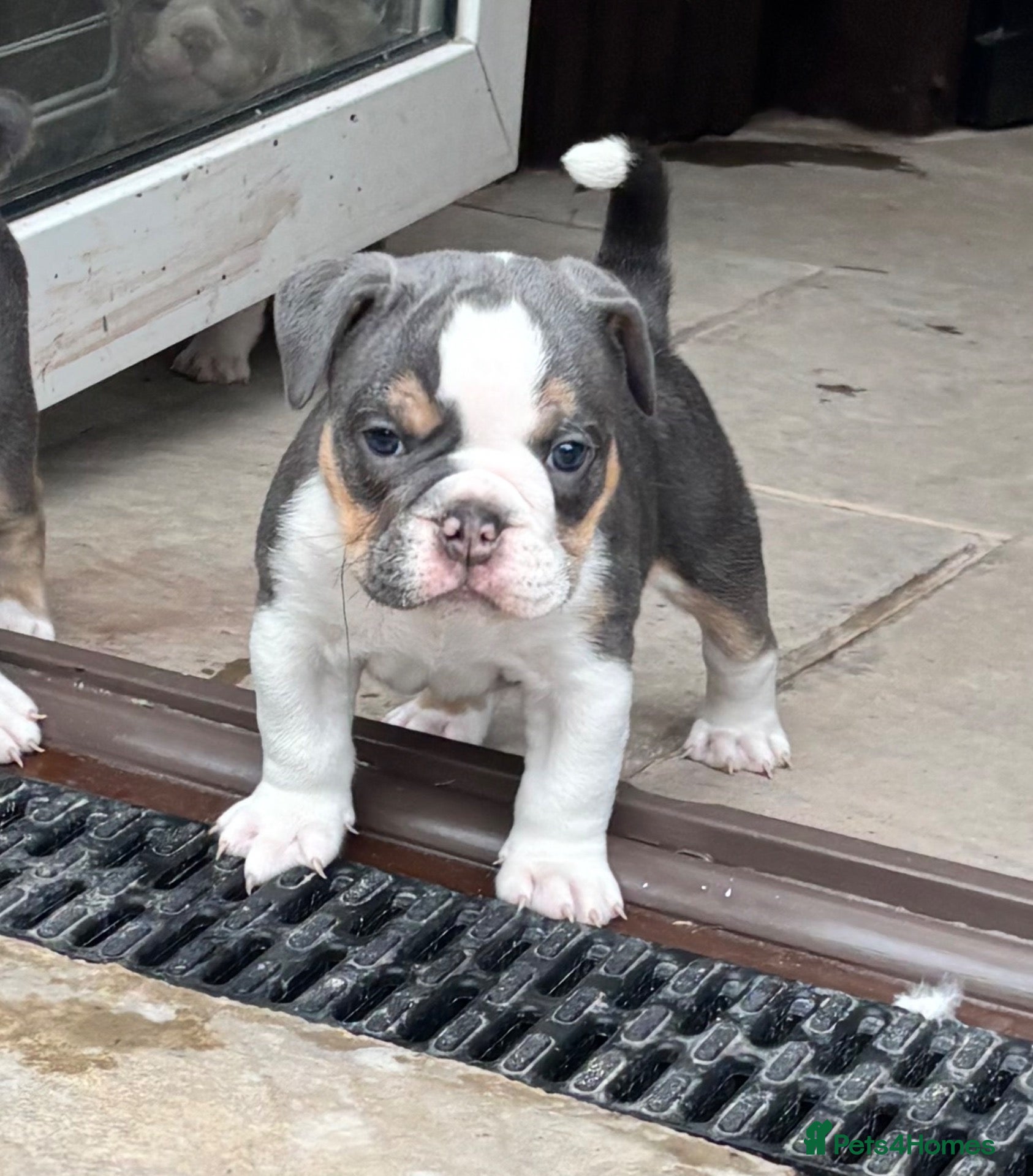 Olde English Bulldogge dogs Last gorgeous blue tri boy 🥰😍 - Advert 1