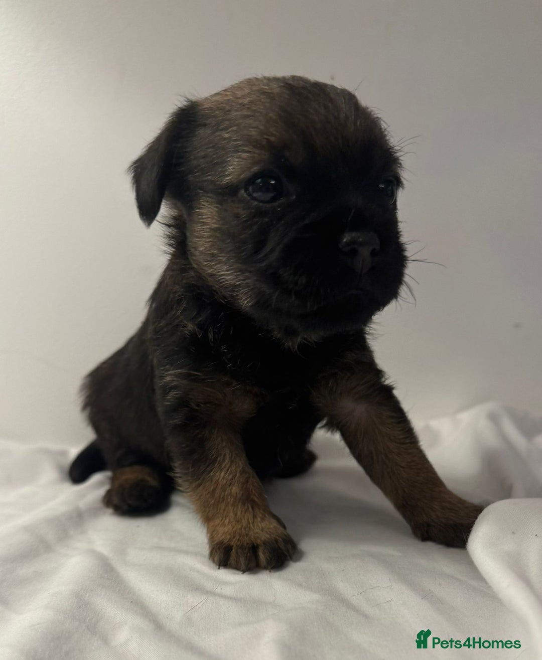 Border Terrier dogs for sale: Beautiful Borders - Advert 1