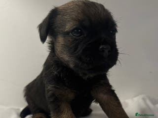 Border Terrier dogs Beautiful Borders - Advert 3