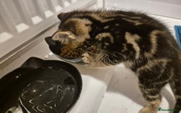 Maine Coon cats for sale: Maine coon x for sale - Advert 9