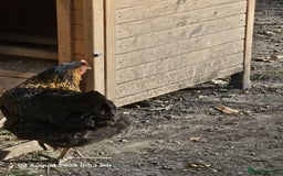 Chickens poultry for sale: 2x Rhode Rock Hens For Sale - Image 6