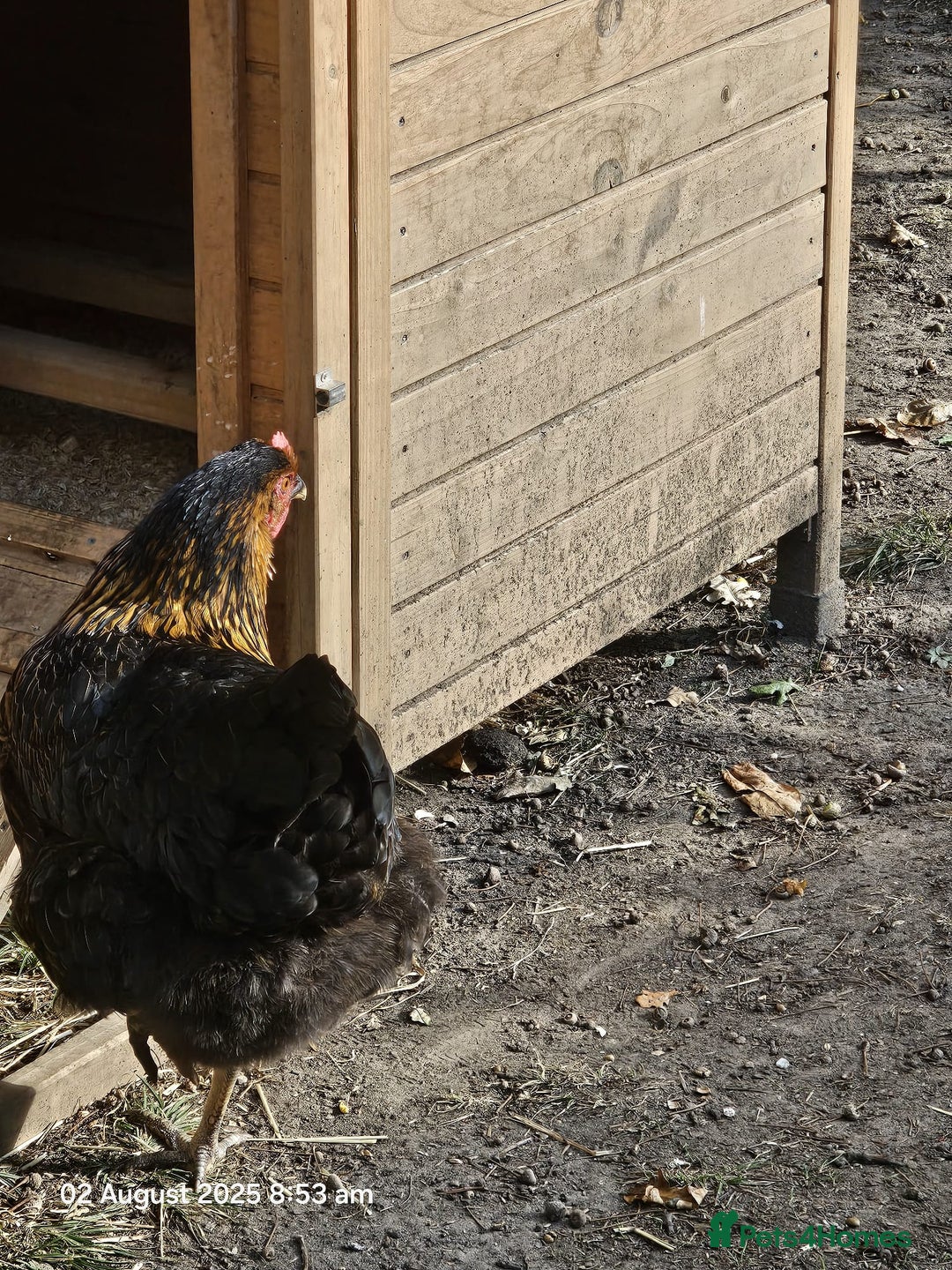 Chickens poultry for sale: 2x Rhode Rock Hens For Sale - Image 6