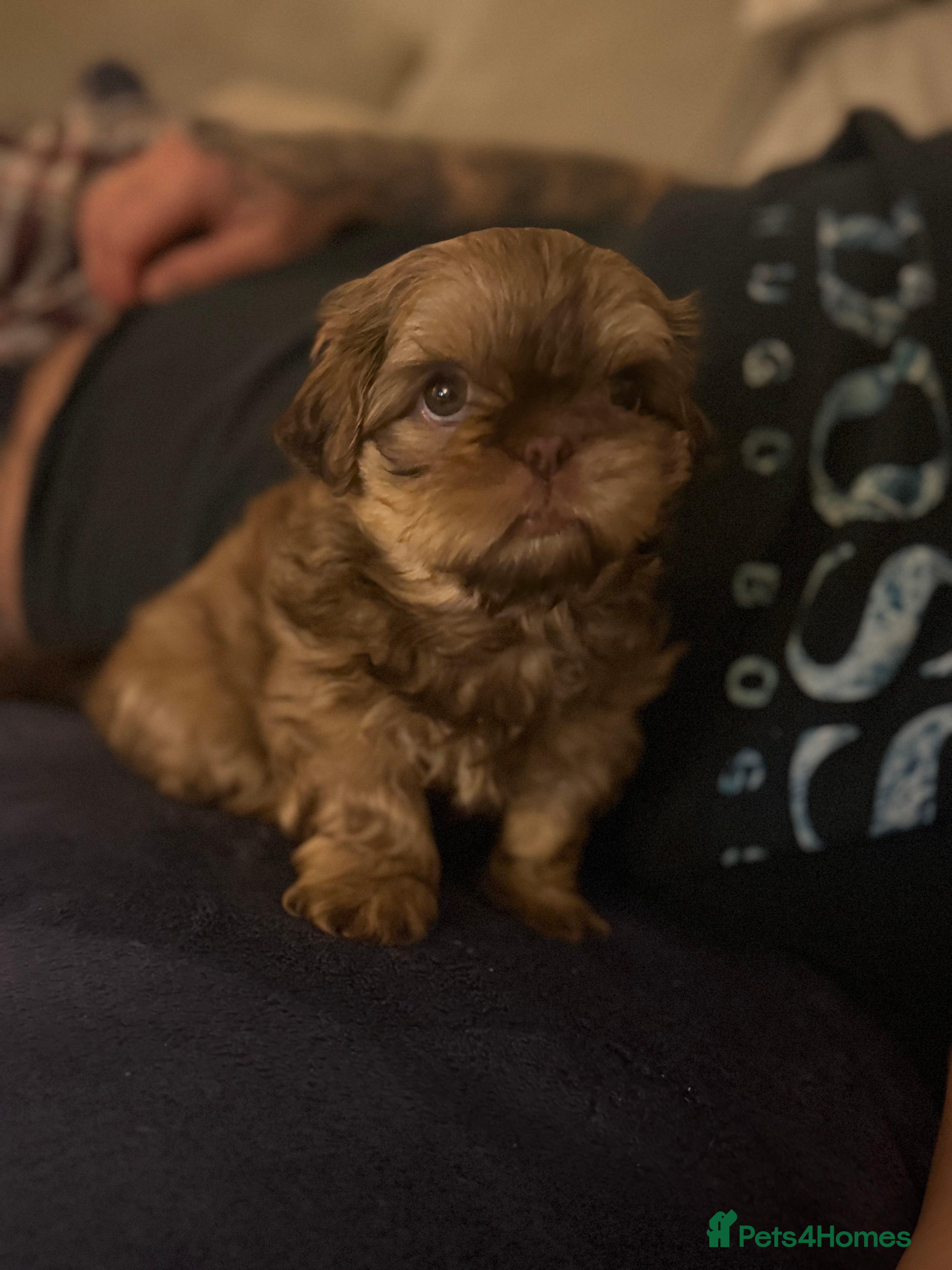 Shih Tzu dogs Shih tzu  - Advert 13