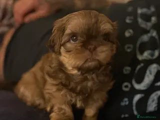 Shih Tzu dogs Shih tzu - Advert 13