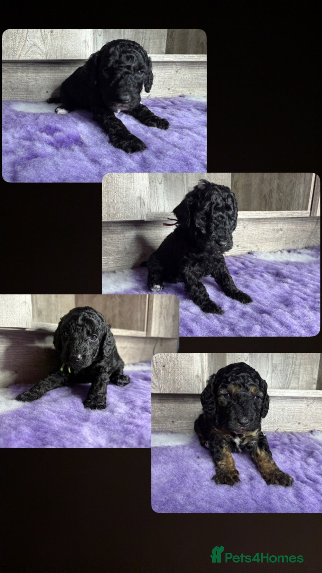 Miniature Poodle dogs for sale: Miniature Poodle Puppies - Advert 3