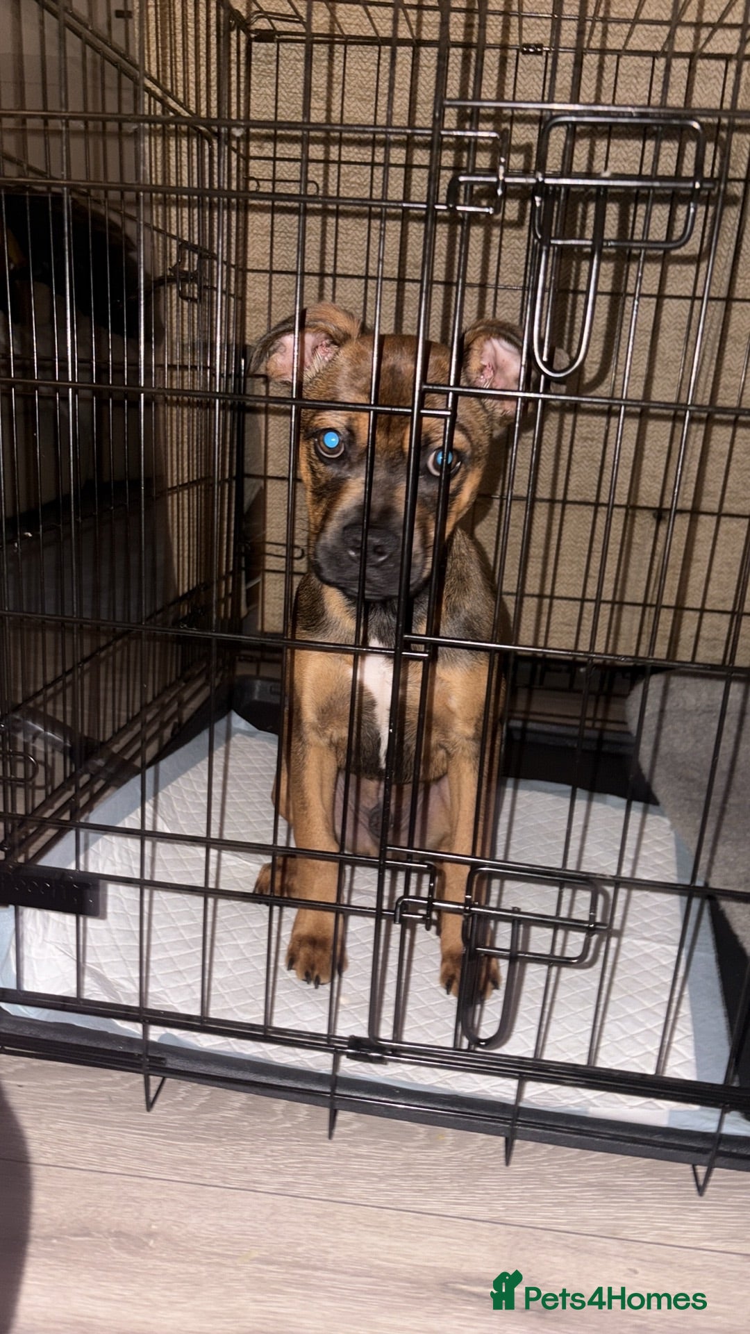 Mixed Breed dogs  boxer/staffy or Frenchie unsure his exact breed  - Advert 3