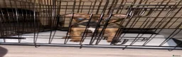 Mixed Breed dogs for sale:  boxer/staffy or Frenchie unsure his exact breed  - Advert 1