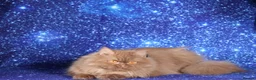 British Longhair cats for sale: Cinnamon British Longhaired cat available  - Advert 6