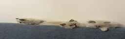 Ragdoll cats for sale: 4 beautiful, gentle, fluffy and active kittens  in Glasgow - Advert 7
