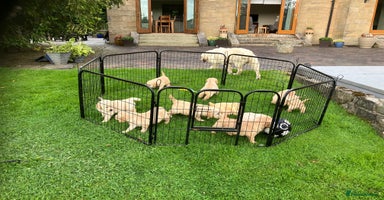 Golden Retriever dogs - Advert 2