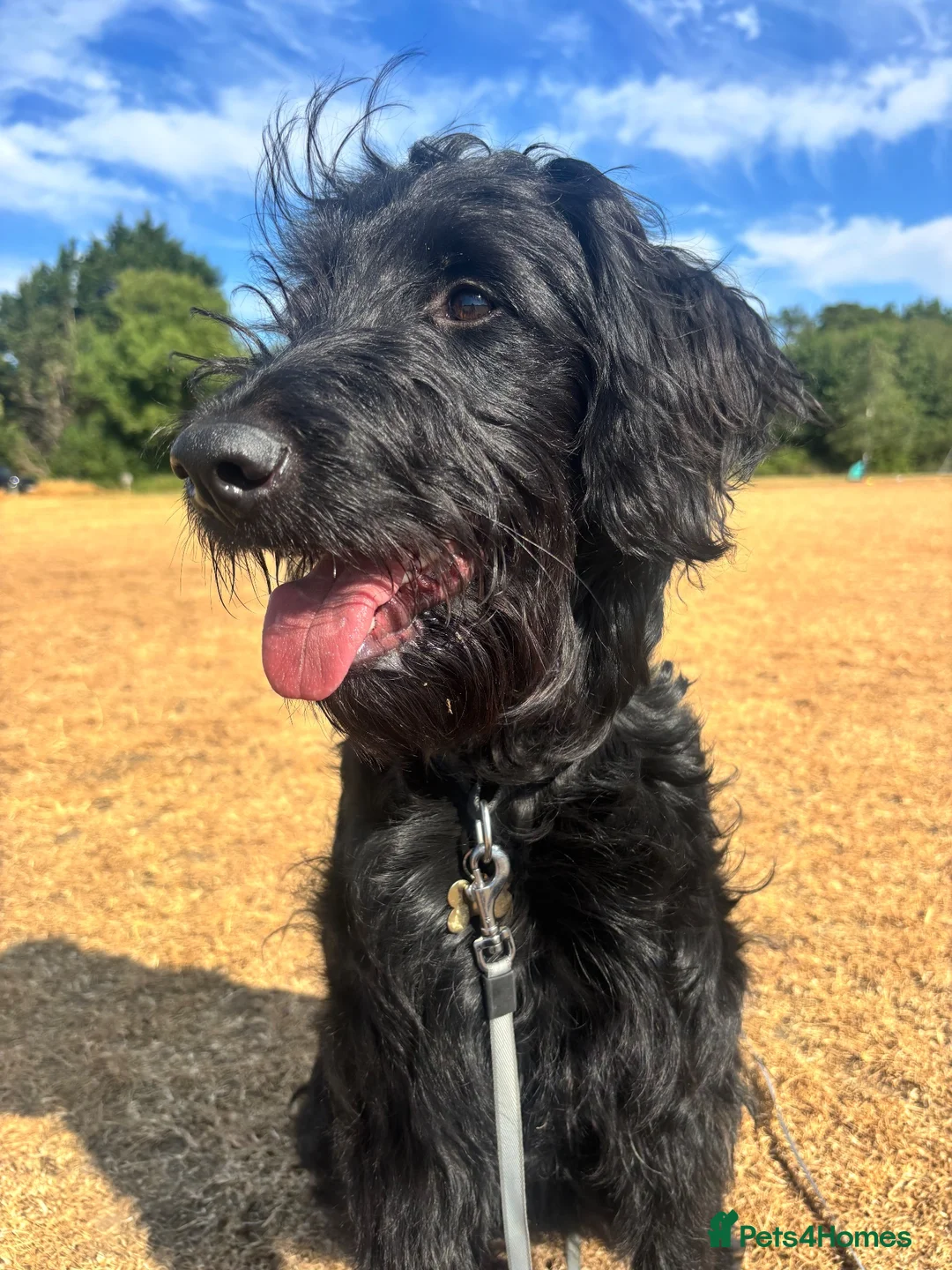 Goldendoodle dogs for sale: Female Goldendoodle - Advert 2