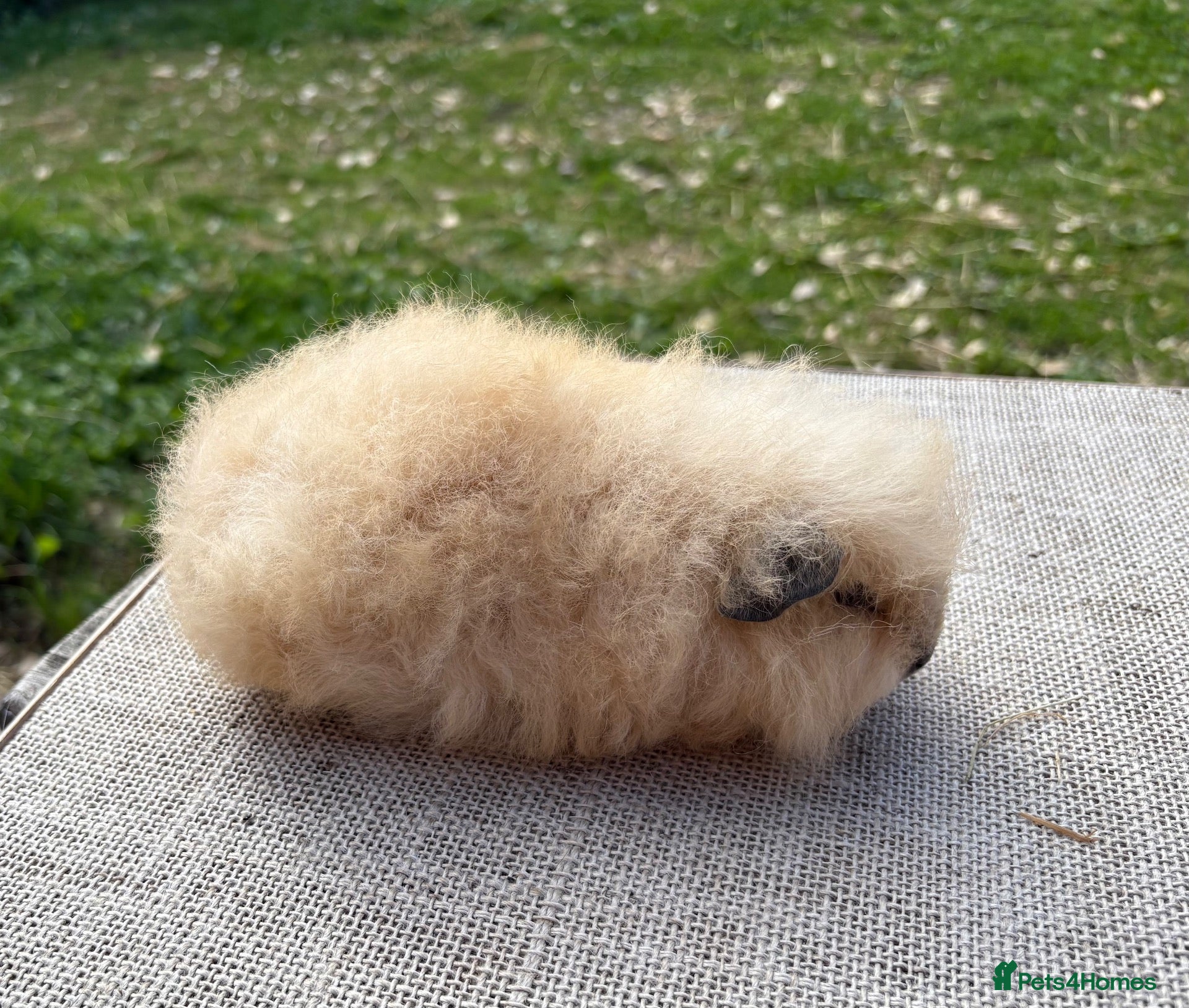 Guinea Pig rodents Beautiful baby guinea pigs. Swiss & Chinchilla. - Advert 2