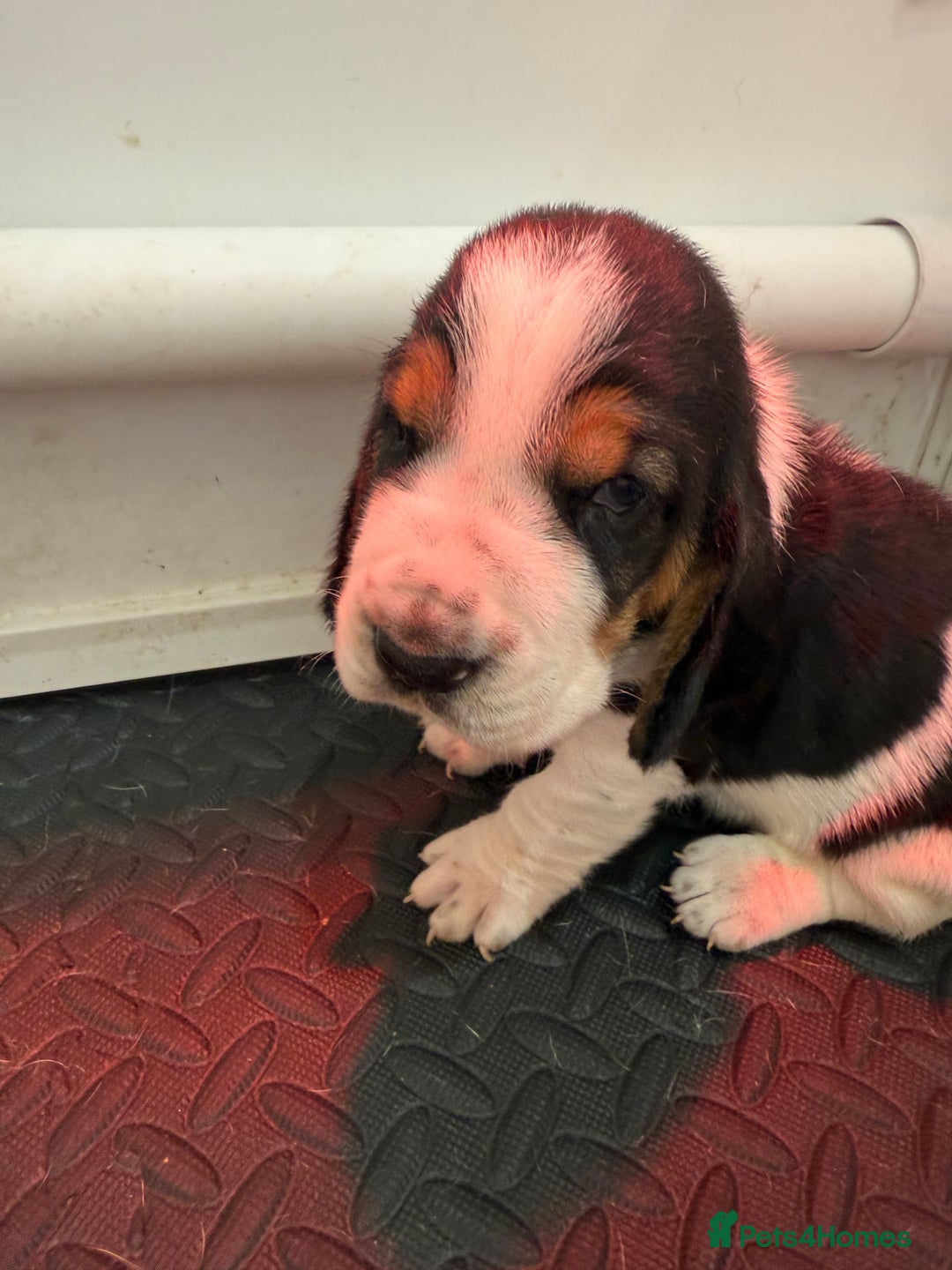 Basset Hound dogs for sale: Beautiful Basset Hound Puppies  - Image 17