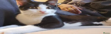 Kitten 4
