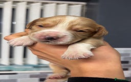 Cocker Spaniel dogs for sale: Cocker spaniel puppies  - Advert 7