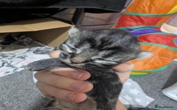Mixed Breed cats for sale: Beautiful kittens - Image 13