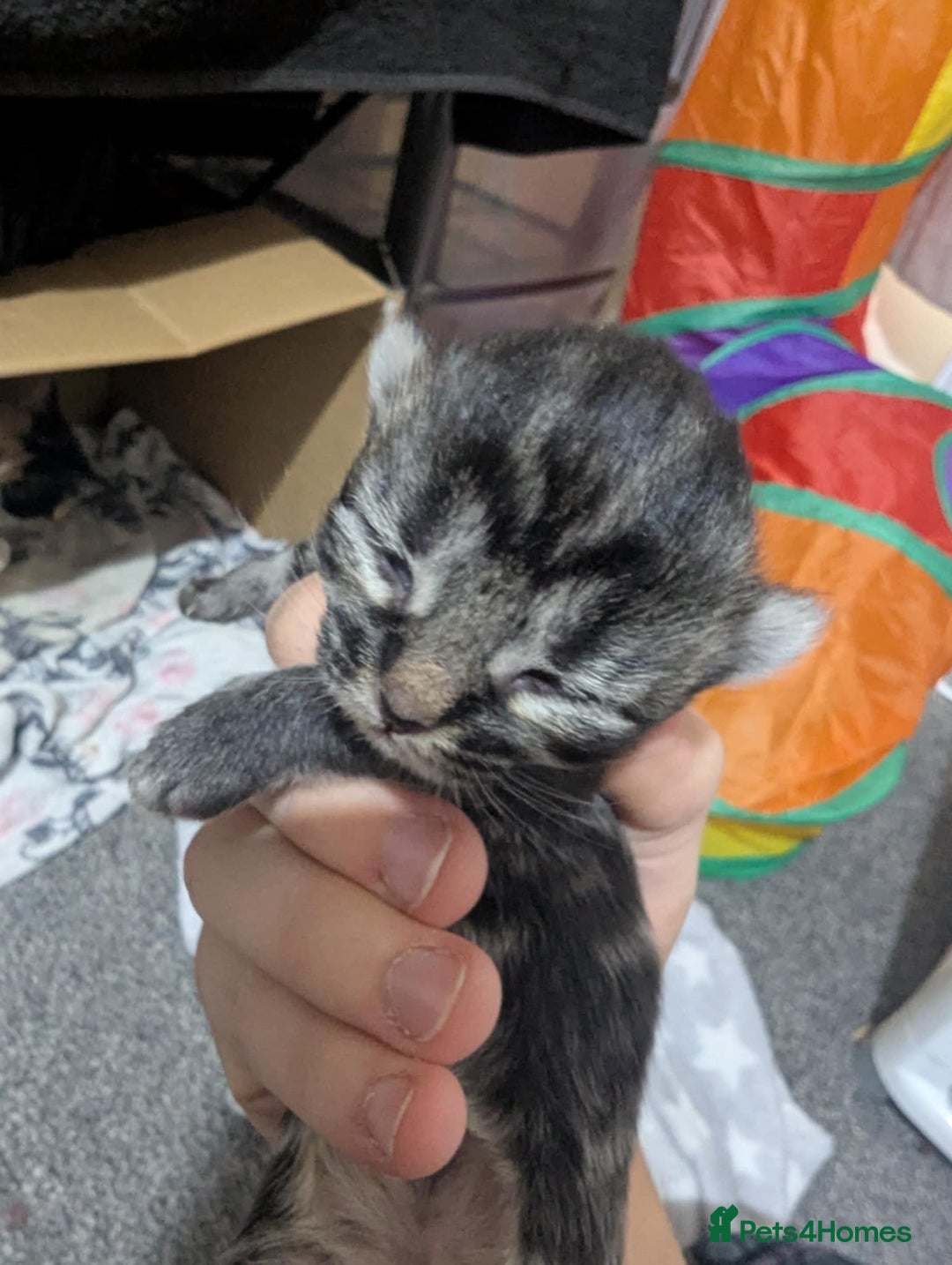 Mixed Breed cats for sale: Beautiful kittens - Image 13