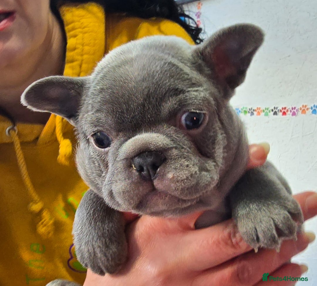French Bulldog dogs for sale: 6 beautiful French bulldogs  - Advert 14