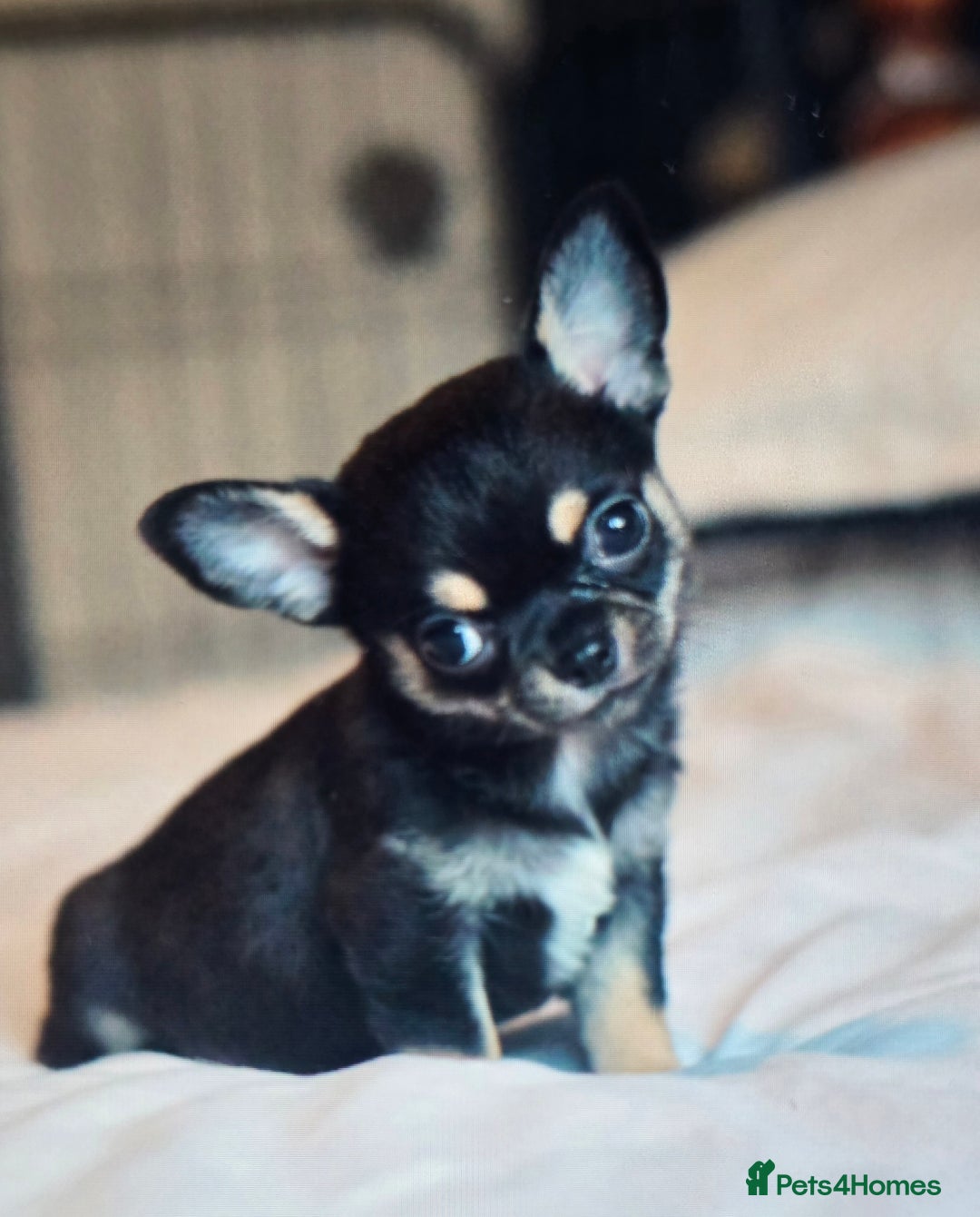 Chihuahua dogs for sale: 2 beautiful boys  - Advert 8