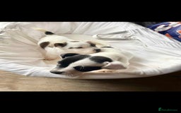 Mixed Breed dogs for sale: Staffordshire Bull Terrier x Jack Russell  - Image 2