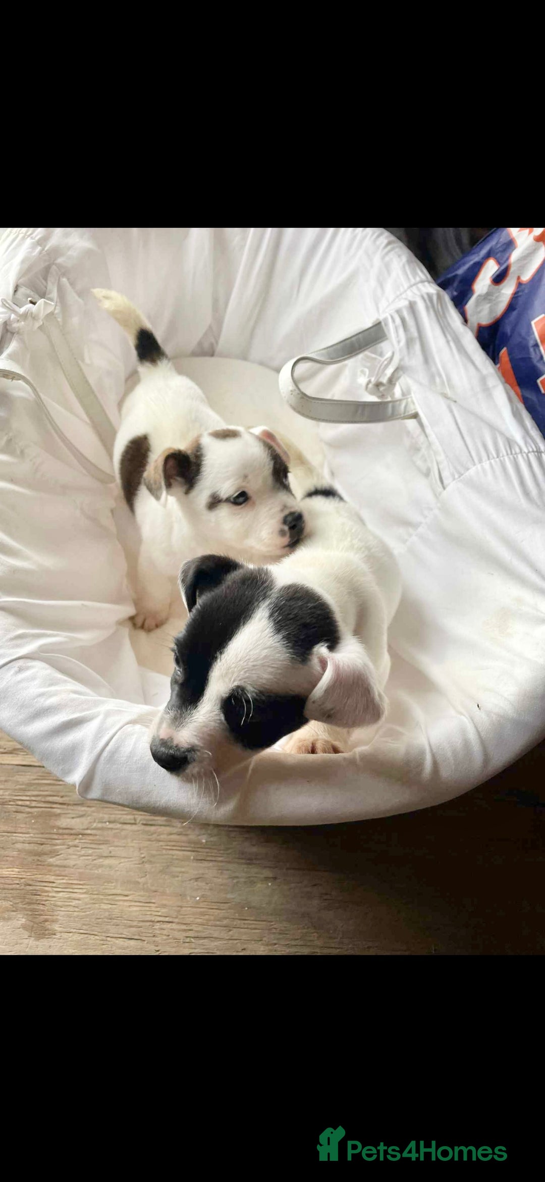 Mixed Breed dogs for sale: Staffordshire Bull Terrier x Jack Russell  - Image 2