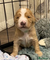 Double Doodle dogs - Advert 2